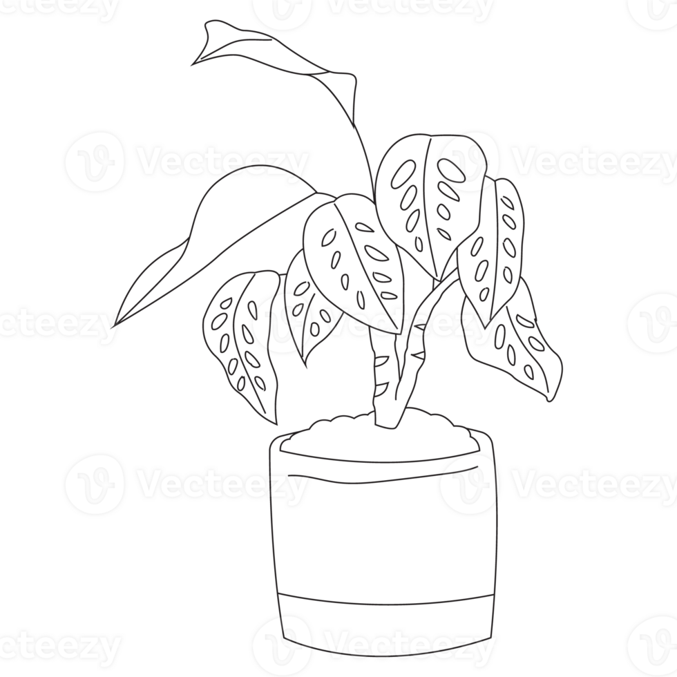 Calathea Plant Outline 2D Illustrations png