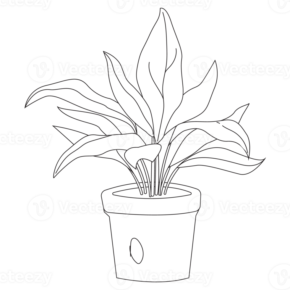 Cast Iron Plant Outline 2D Illustrations png