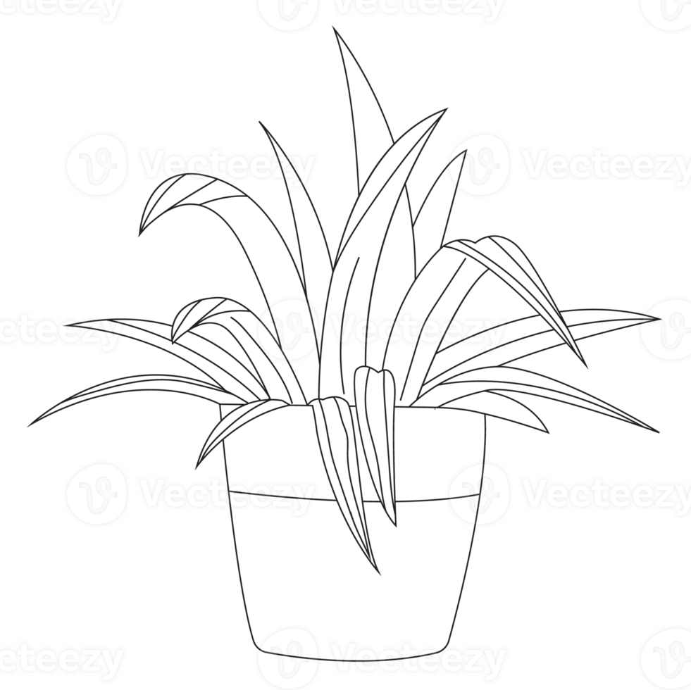 Spider Plant Plant Outline 2D Illustrations png