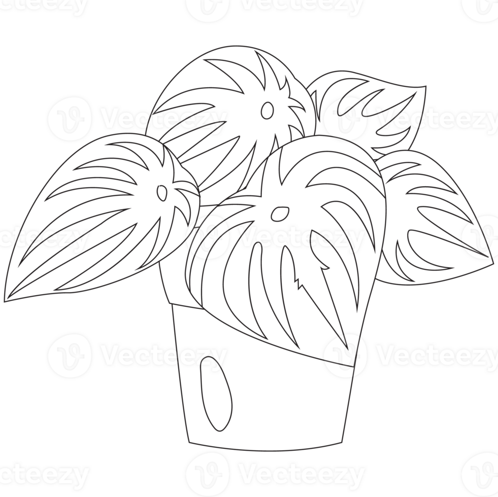 Watermelon Peperopia Plant Outline 2D Illustrations png
