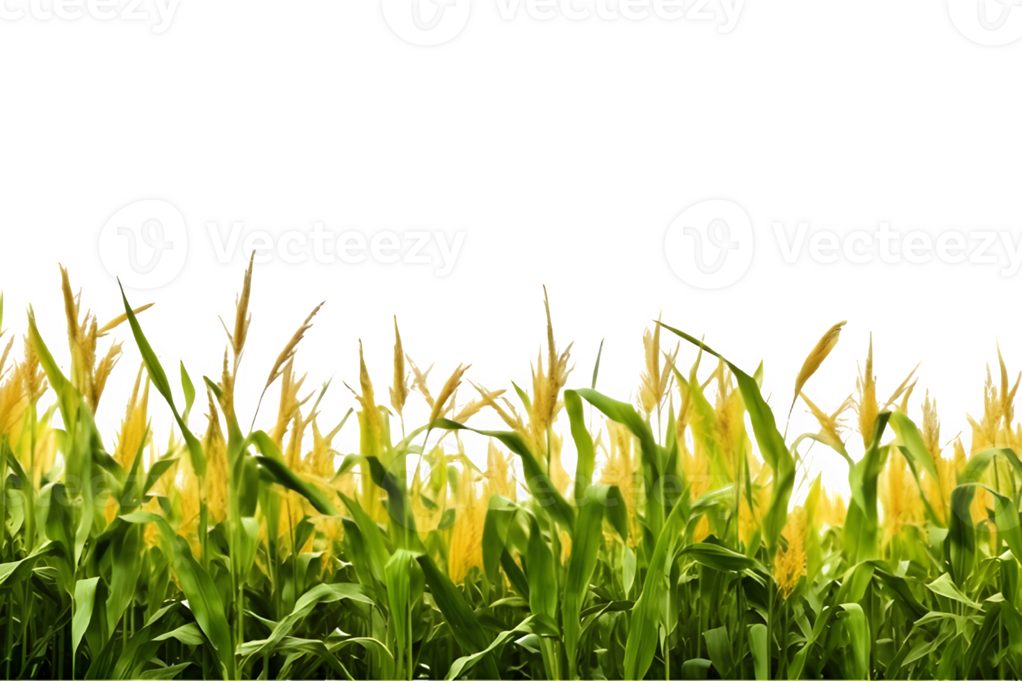 corn field isolated on transparent background , png