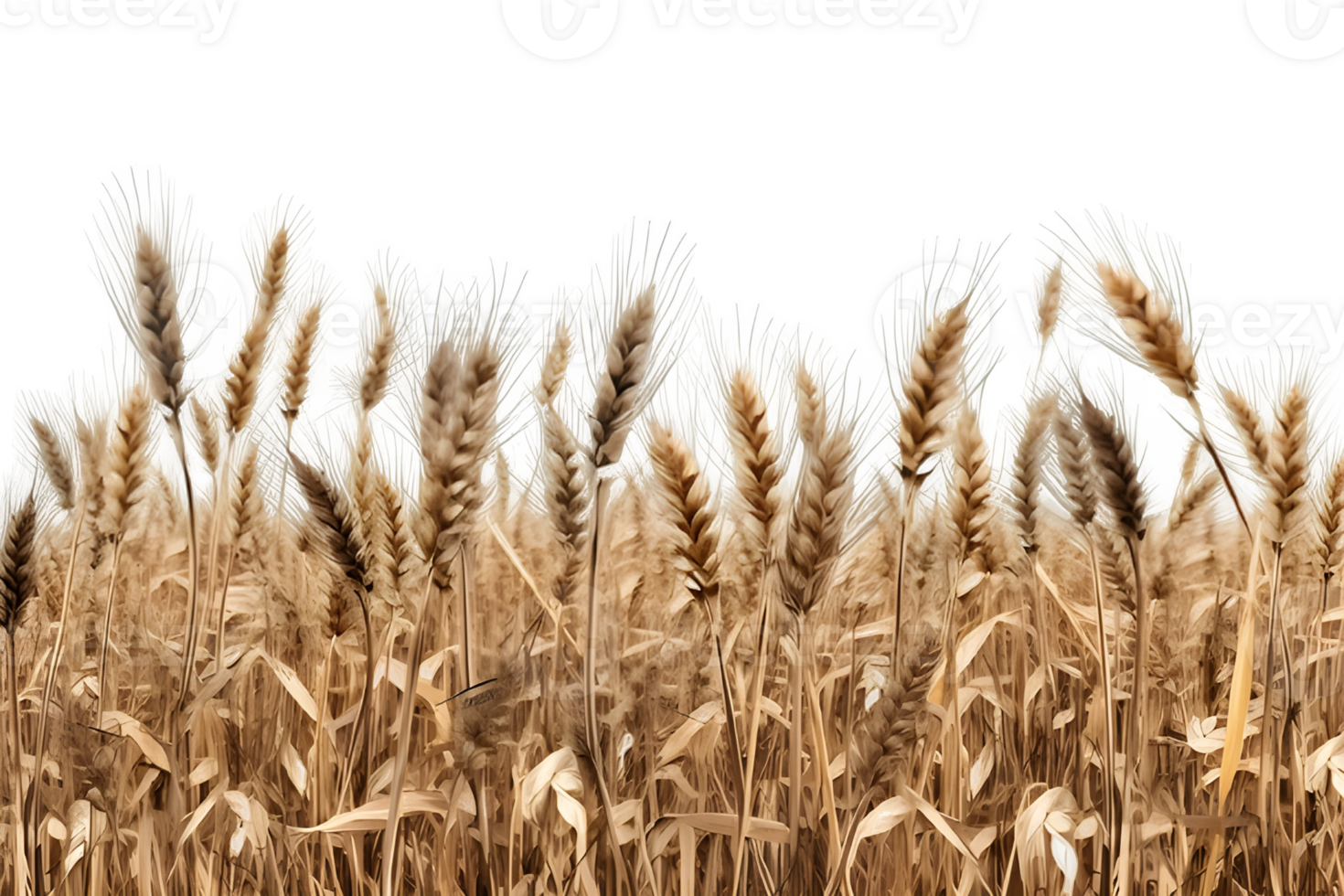 wheat field isolated on transparent background ,wheat field clip art , png