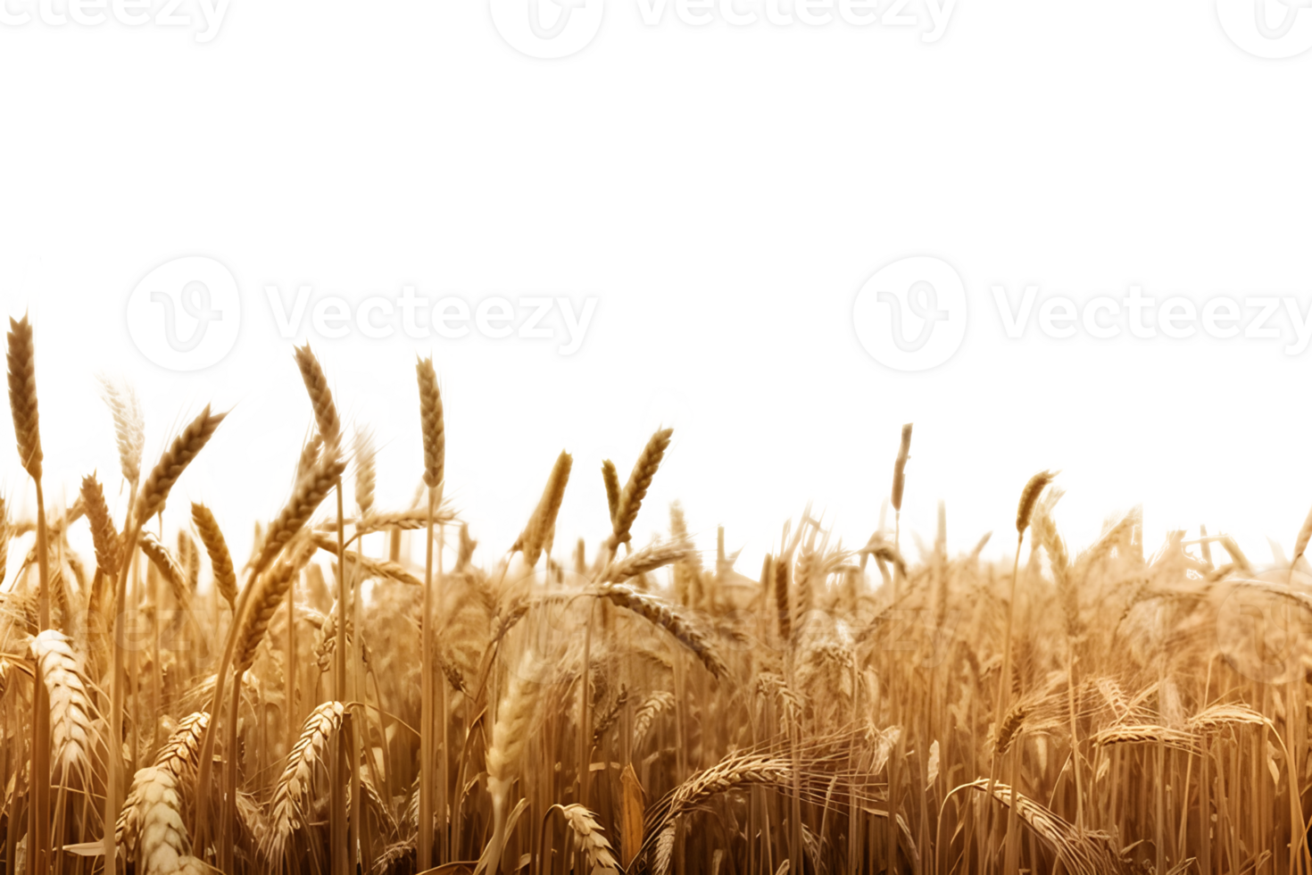 wheat field isolated on transparent background ,wheat field clip art , png