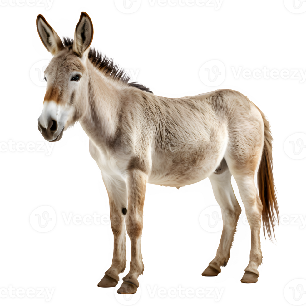 donkey isolated on transparent background ,side view ,generative ai png