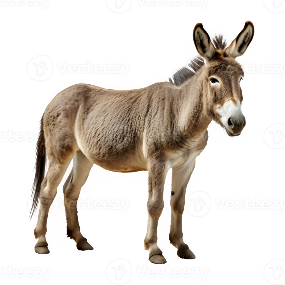 donkey isolated on transparent background ,side view ,generative ai png