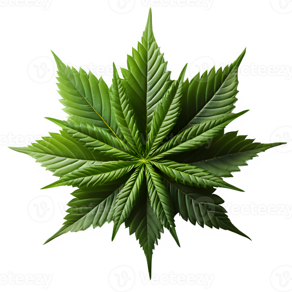 cannabis leaf isolated on transparent background ,weed isolated ,generative ai png