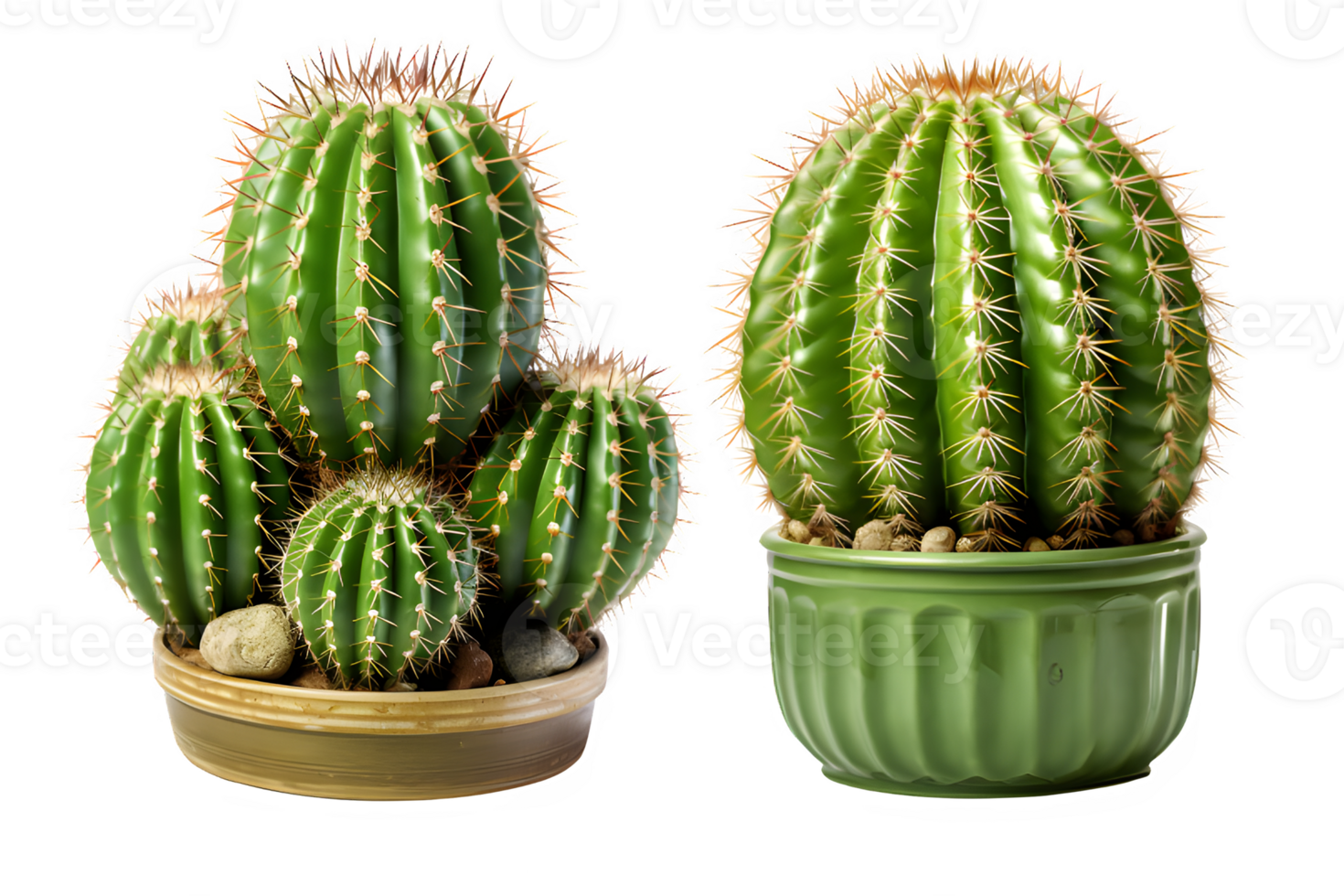 cactus isolated on transparent background ,thorny plant ,generative ai png