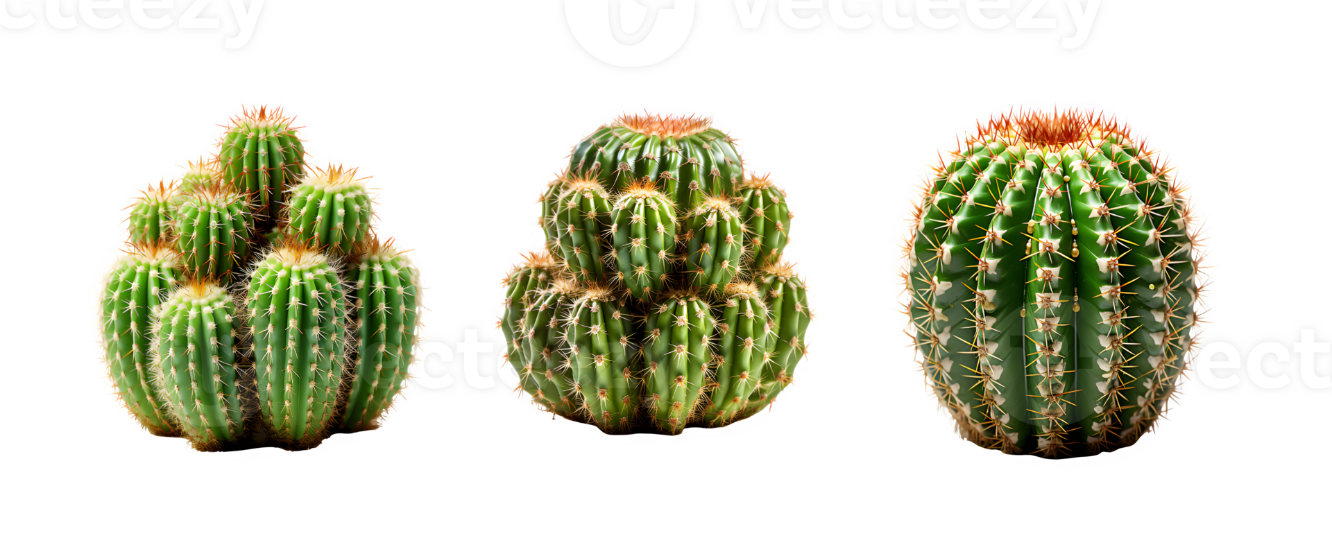 cactus isolated on transparent background ,thorny plant ,generative ai png