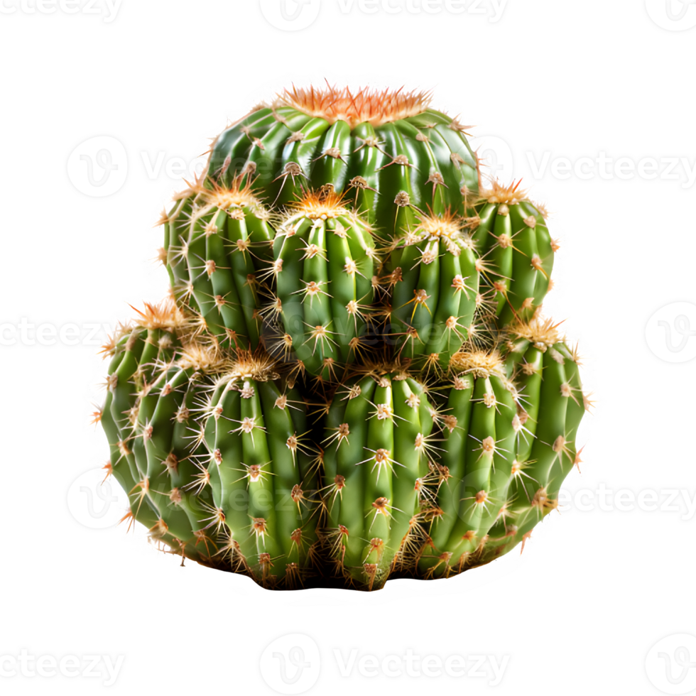 cactus isolated on transparent background ,thorny plant ,generative ai png