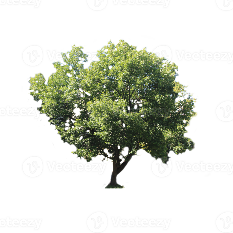 isolated single tree with clipping path png