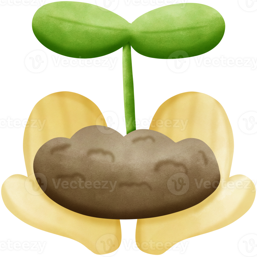Plant grow from soil in hand isolated on transparent background png
