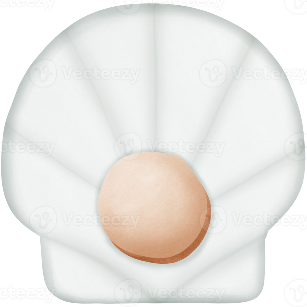 a shellfish isolated on transparent background png