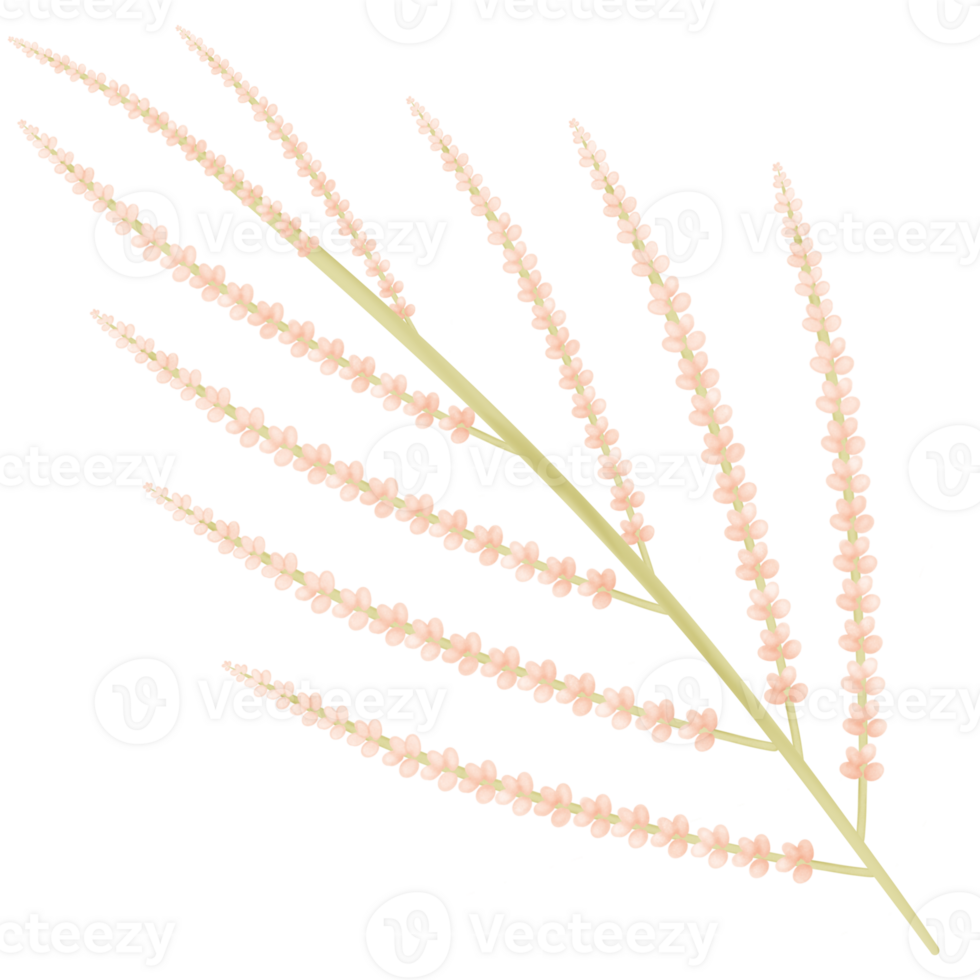 flowers in the branches isolated on transparent background png