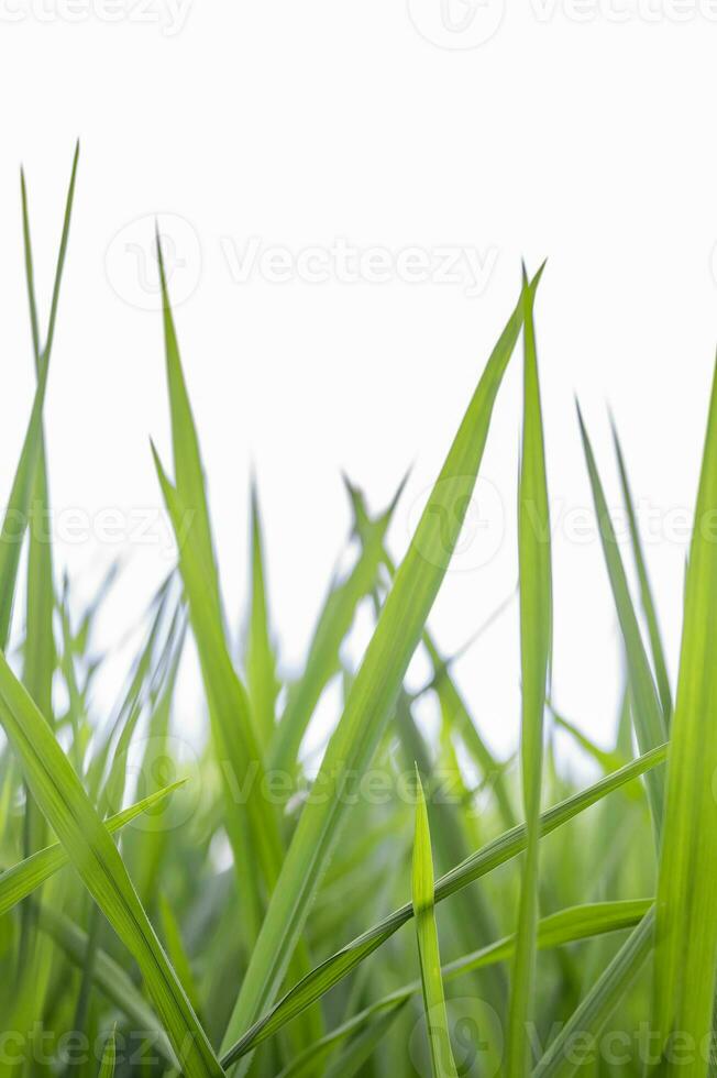 verde arroz plántulas en blanco antecedentes foto