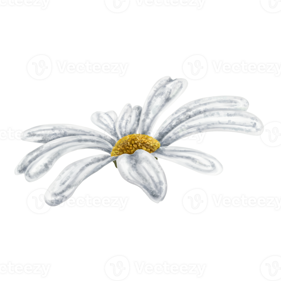 One beautiful white chamomile, top view. Design for herbal tea, natural cosmetics, aromatherapy, health products. png