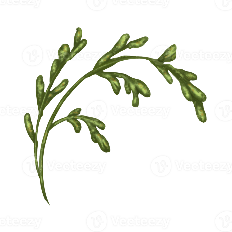 verde tallos y hojas de blanco margaritas diseño para herbario té, natural productos cosméticos, aromaterapia, salud productos png
