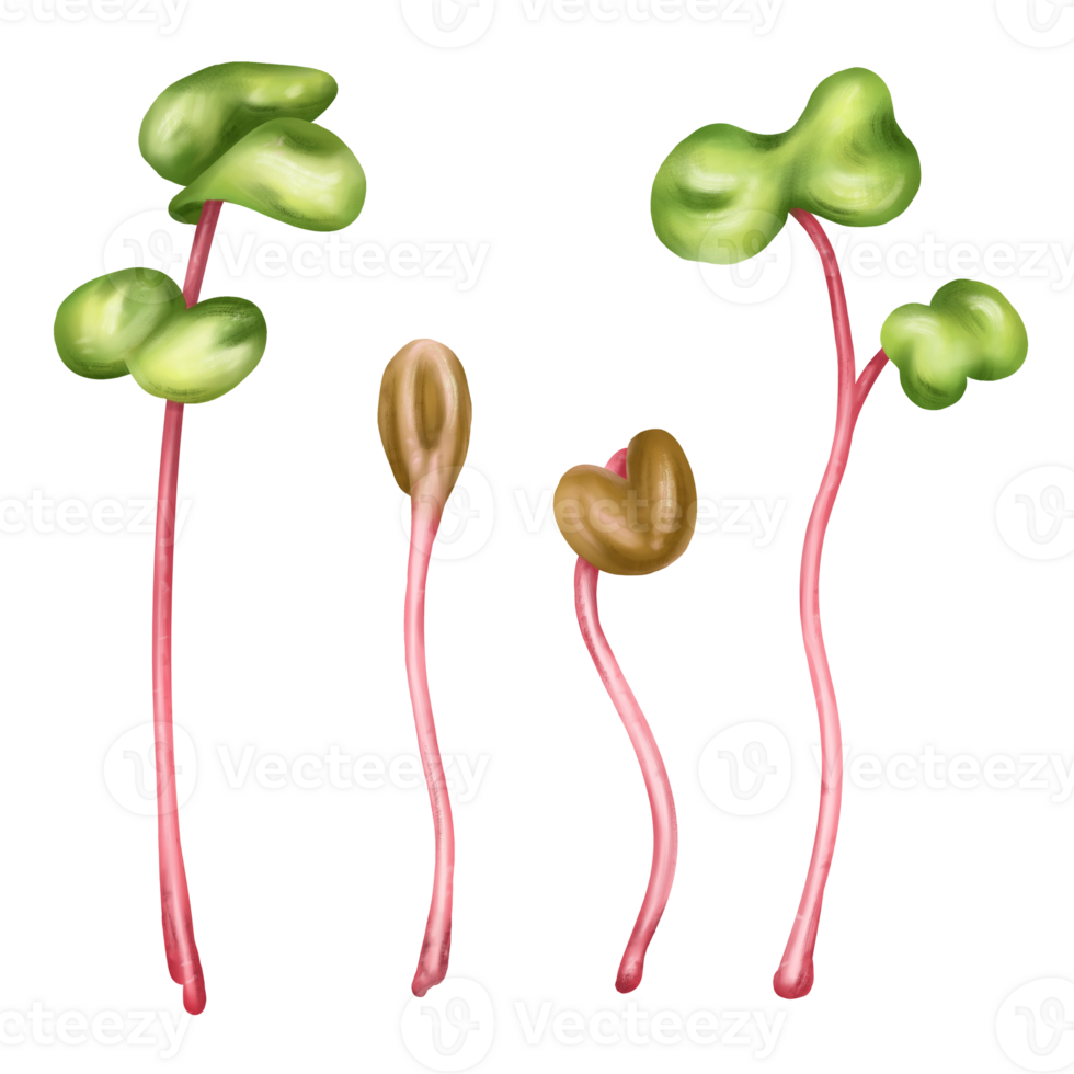 Illustration of a micro-green radish in watercolor style. Young seed seedlings, edible leaves, a healthy food supplement. Clipart on transparent background. Gardening plants, cooking ingredients png