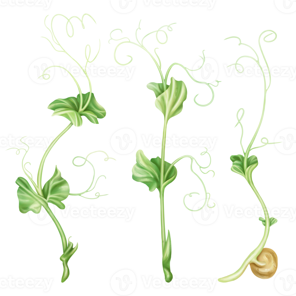 Illustration of micro-green peas in watercolor style. Young seed seedlings, edible leaves, a healthy food supplement. Clipart on transparent background. Legumes for gardening, ingredients for cooking png