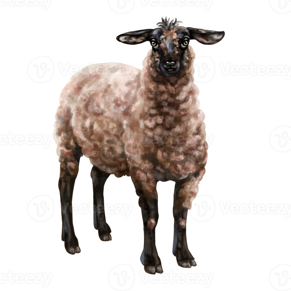een pluizig zwart bruin schapen in vol groei. digitaal illustratie. geïsoleerd voorwerpen. van de boer verzameling. voor composities, ontwerp, afdrukken, stickers, affiches, ansichtkaarten, kinderen decor png