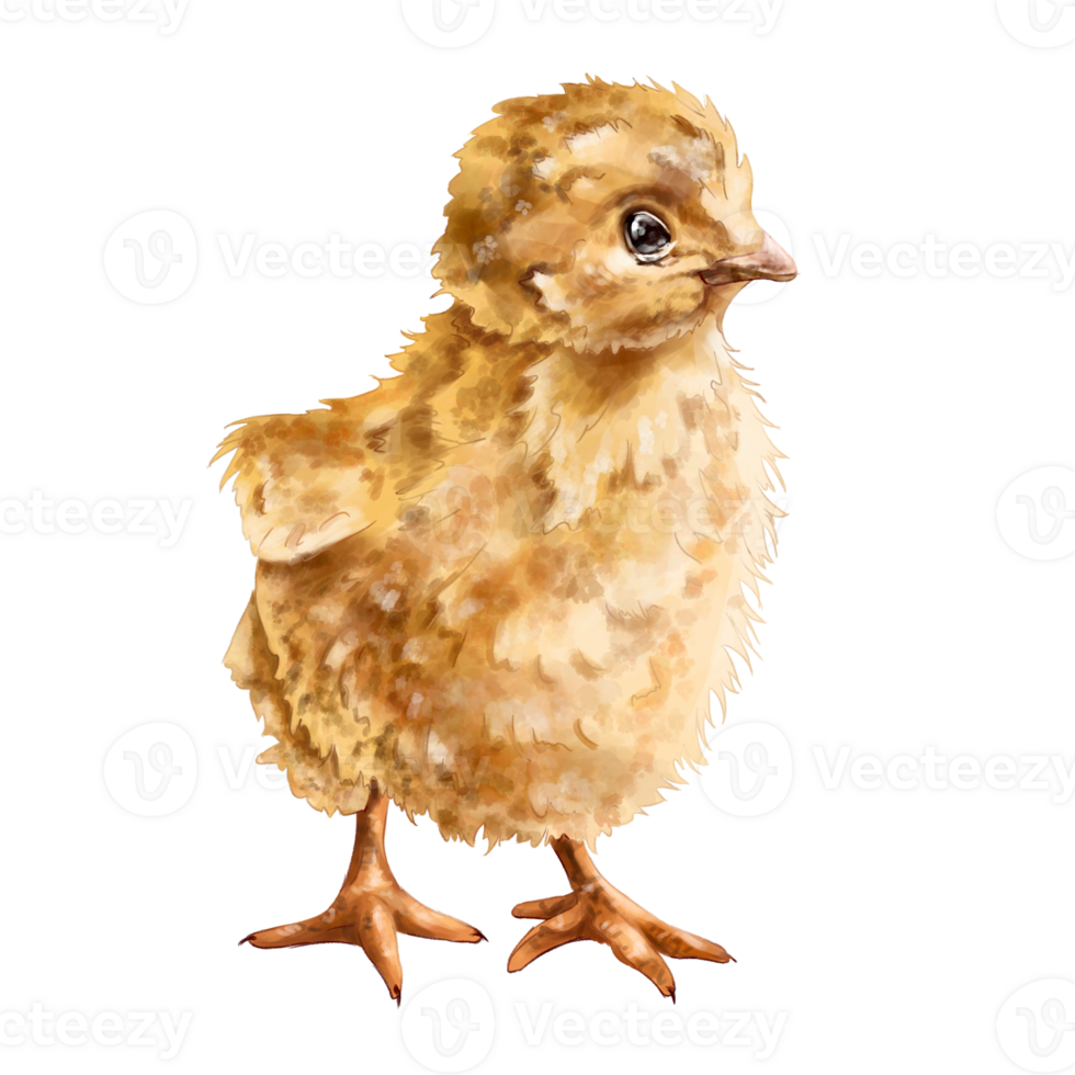 Cute yellow little chicken in full growth. Digital illustration. Isolated objects. From the farmer's collection. For compositions, designs, prints, stickers, posters, postcards png