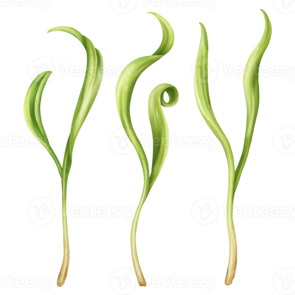 Illustration of spinach micro-greenery in watercolor style. Young seed seedlings, edible leaves, a healthy food supplement. Clipart on transparent background. Gardening plants, cooking ingredients png