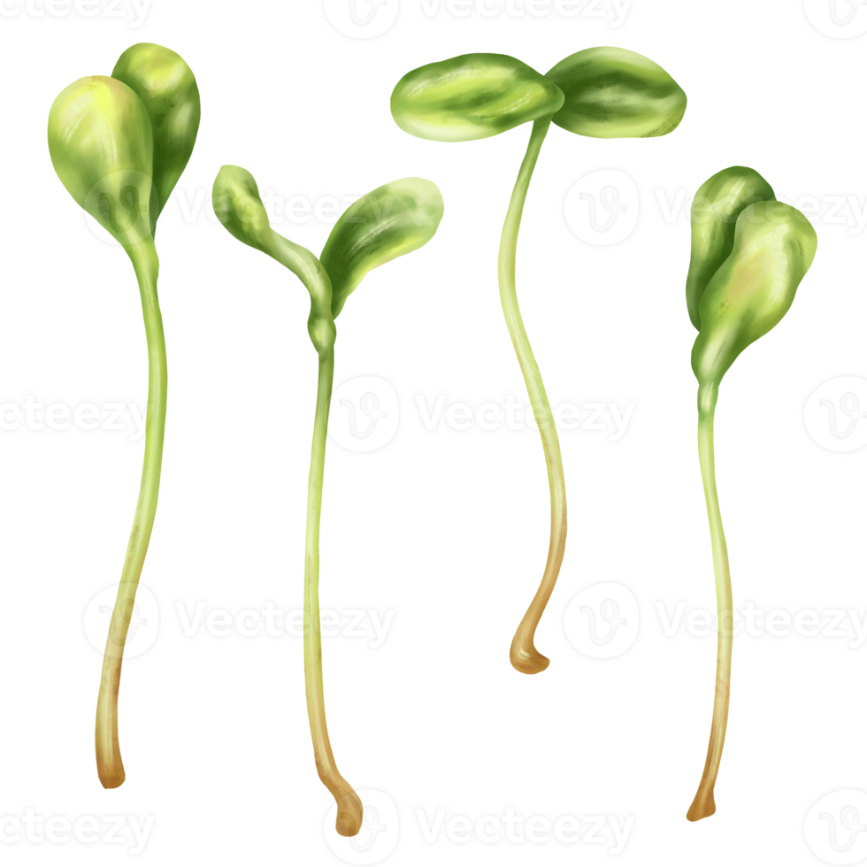 Illustration of sunflower micro-greenery in watercolor style. Young seed seedlings, a useful supplement to food. Clipart on transparent background. Plants for gardening, ingredients for cooking png