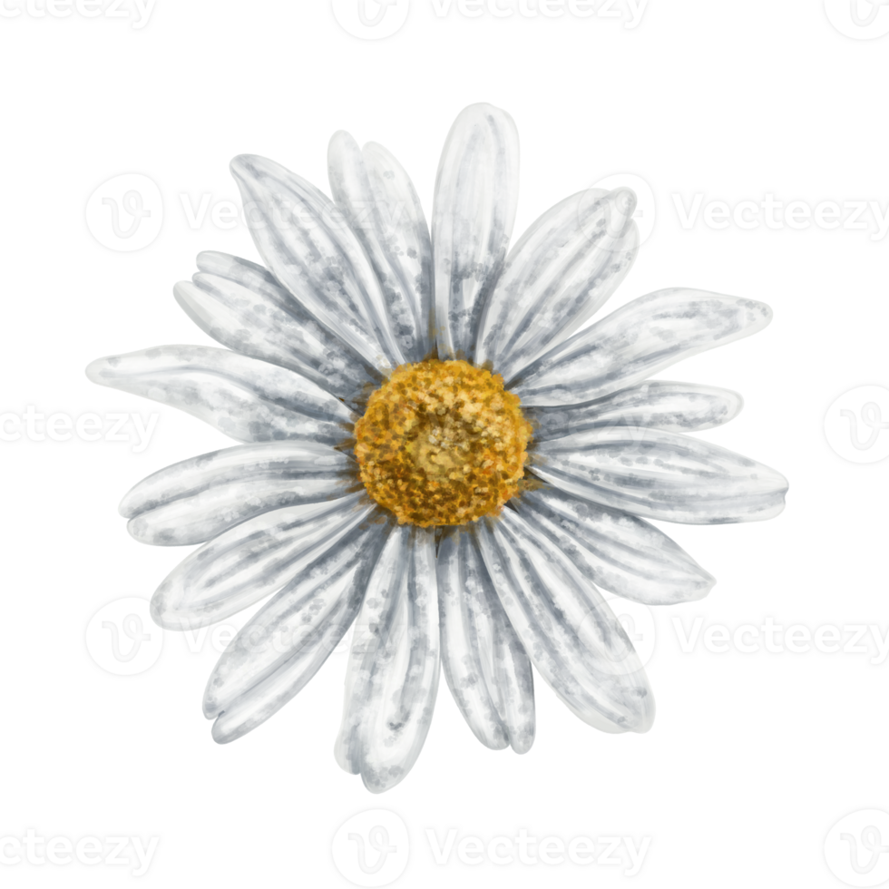 One beautiful white chamomile, top view. Design for herbal tea, natural cosmetics, aromatherapy, health products. png