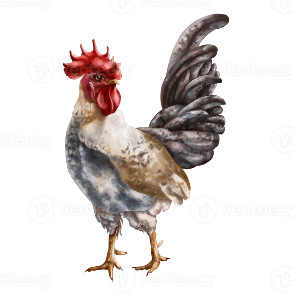 A grey rooster with spots and a full-length red crest. Digital illustration. Isolated objects. From the farmer's collection. For compositions, designs, prints, stickers, posters, postcards png