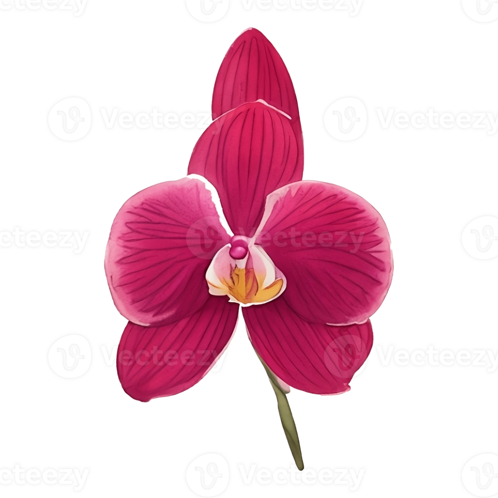 Red burgundy orchid bouquet png