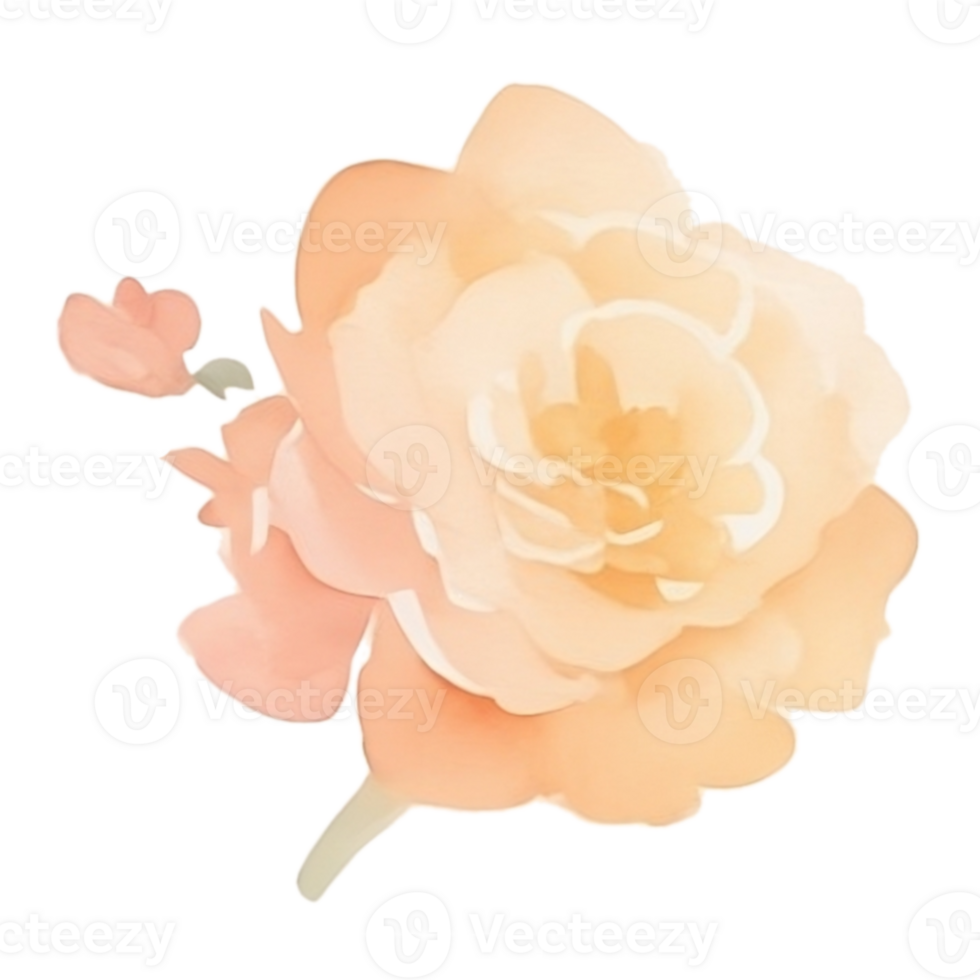 Peach roses bouquet clip art png