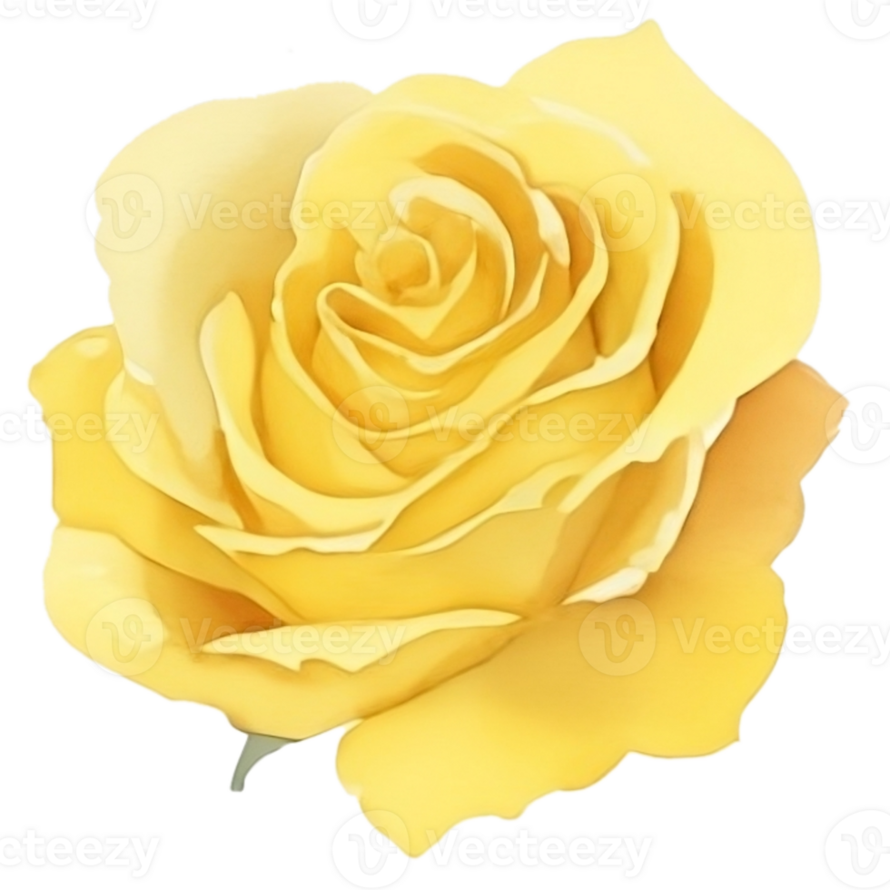 Yellow mastard rose png
