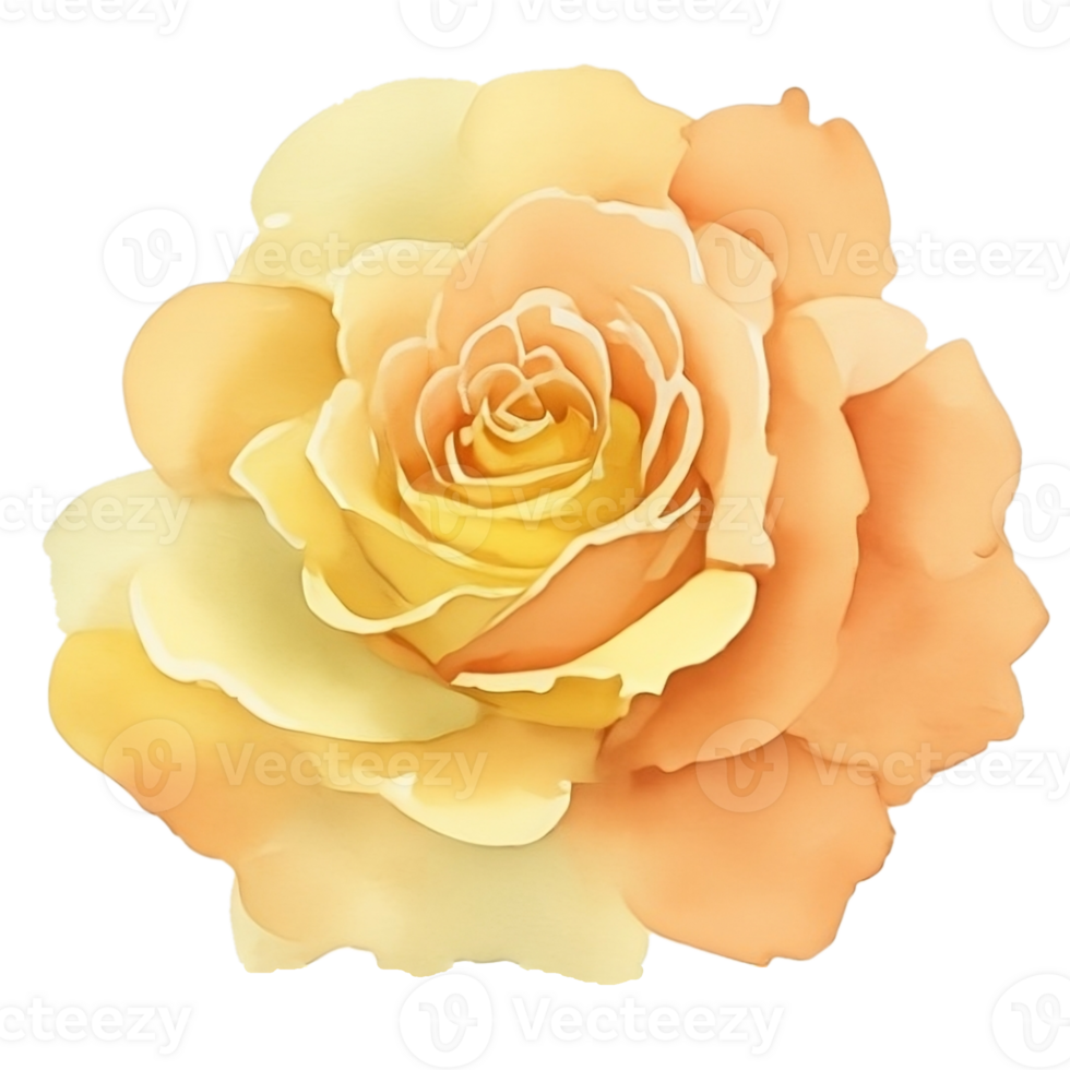 Yellow mastard rose png