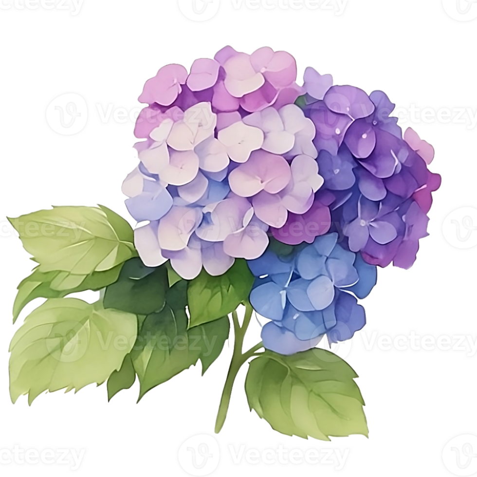 Purple Hydrangea clip art png
