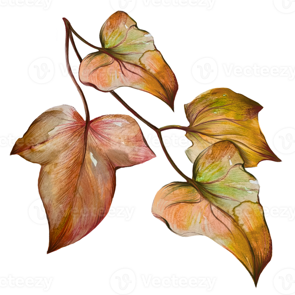 dry dead ivy leaves illustration png