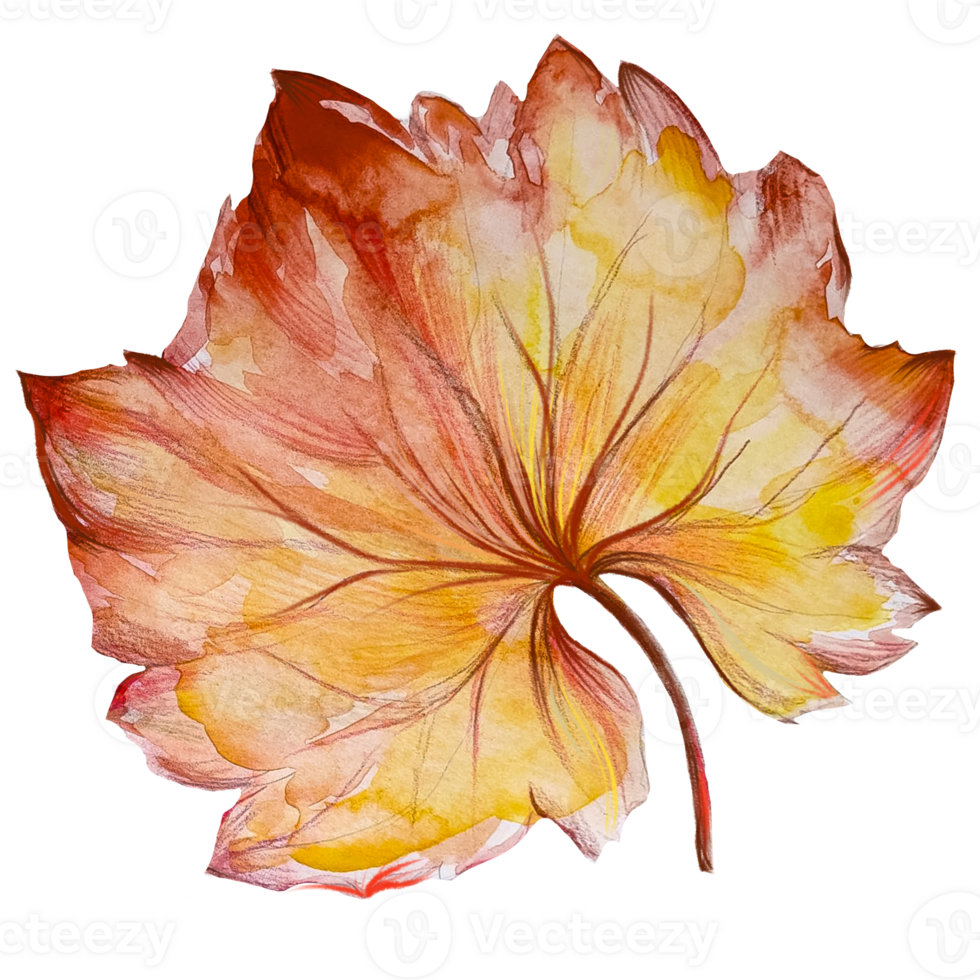 sec vigne feuilles aquarelle illustration png