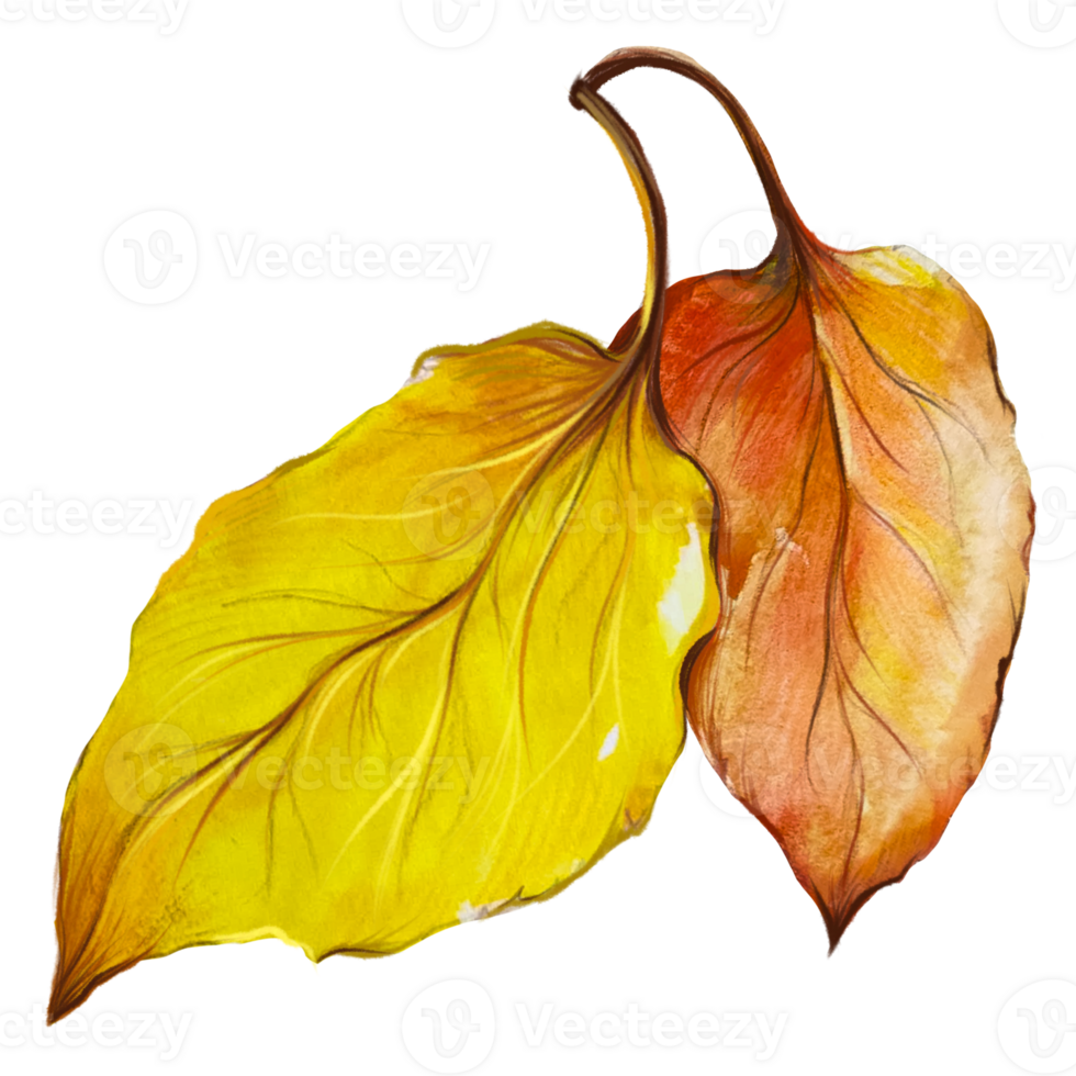 dry leaf macro watercolor illustration png