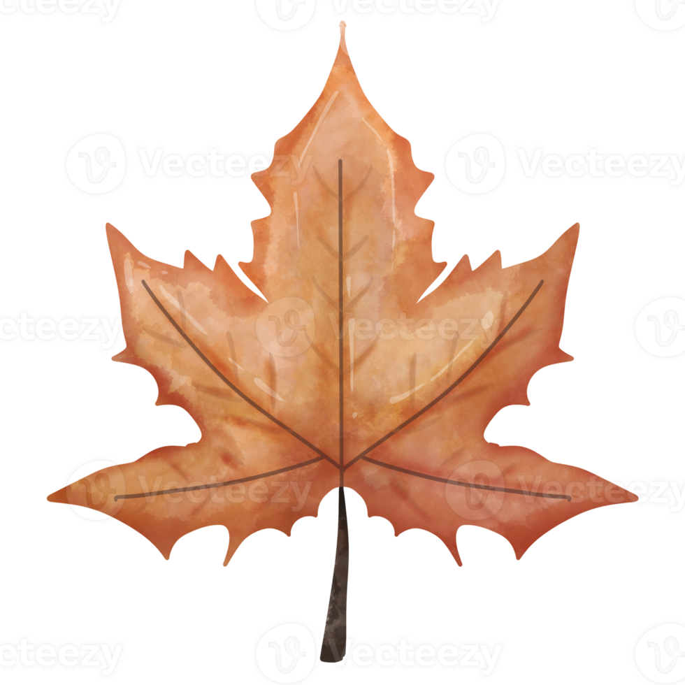 A red maple leaf, element illustration, PNG. 27134171 PNG