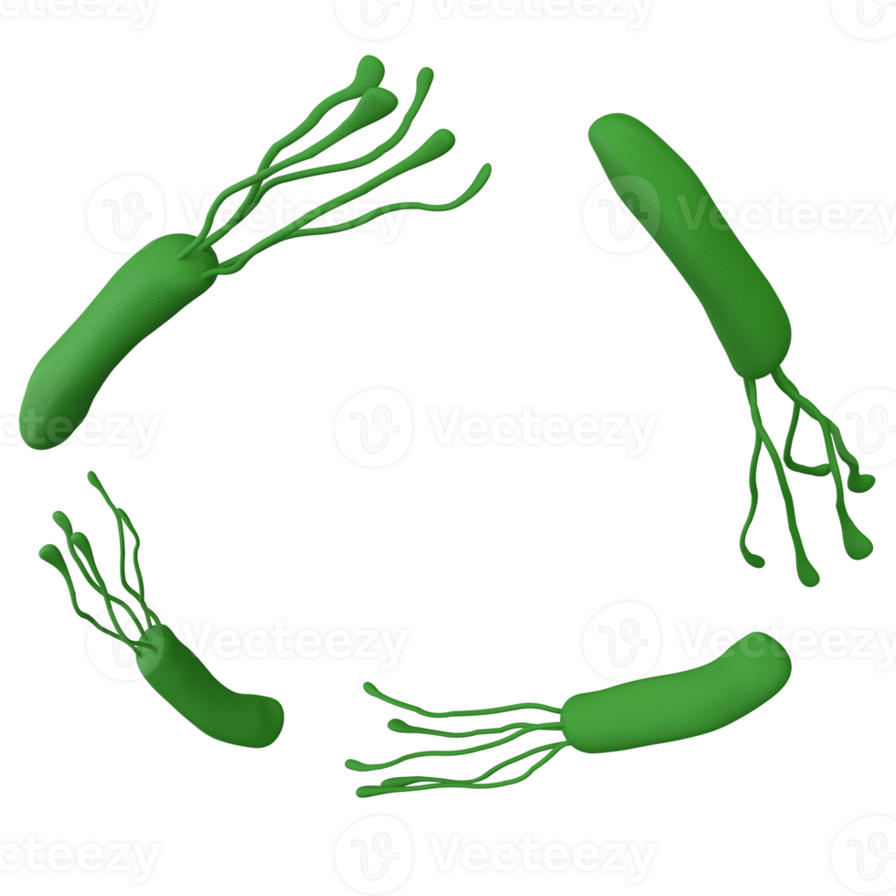 helicobacter pylori les bactéries 3d rendre réaliste Cadre avec endroit pour texte. isolé transparent png. microbiologie santé Humain illustration png