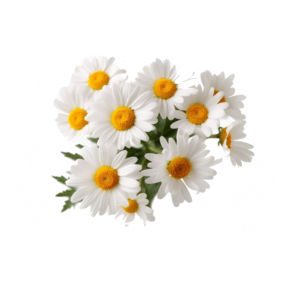 daisy flowers on transparent background ai generated png