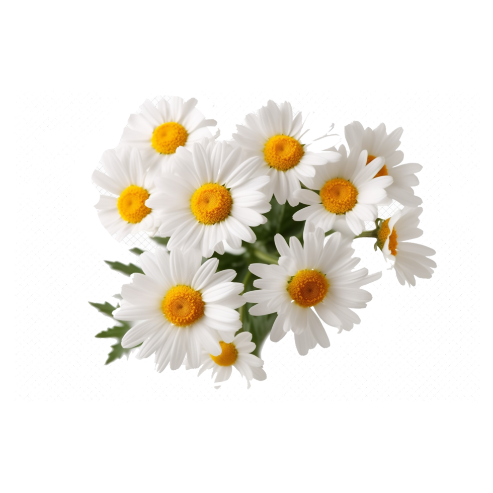 daisy flowers on transparent background ai generated png