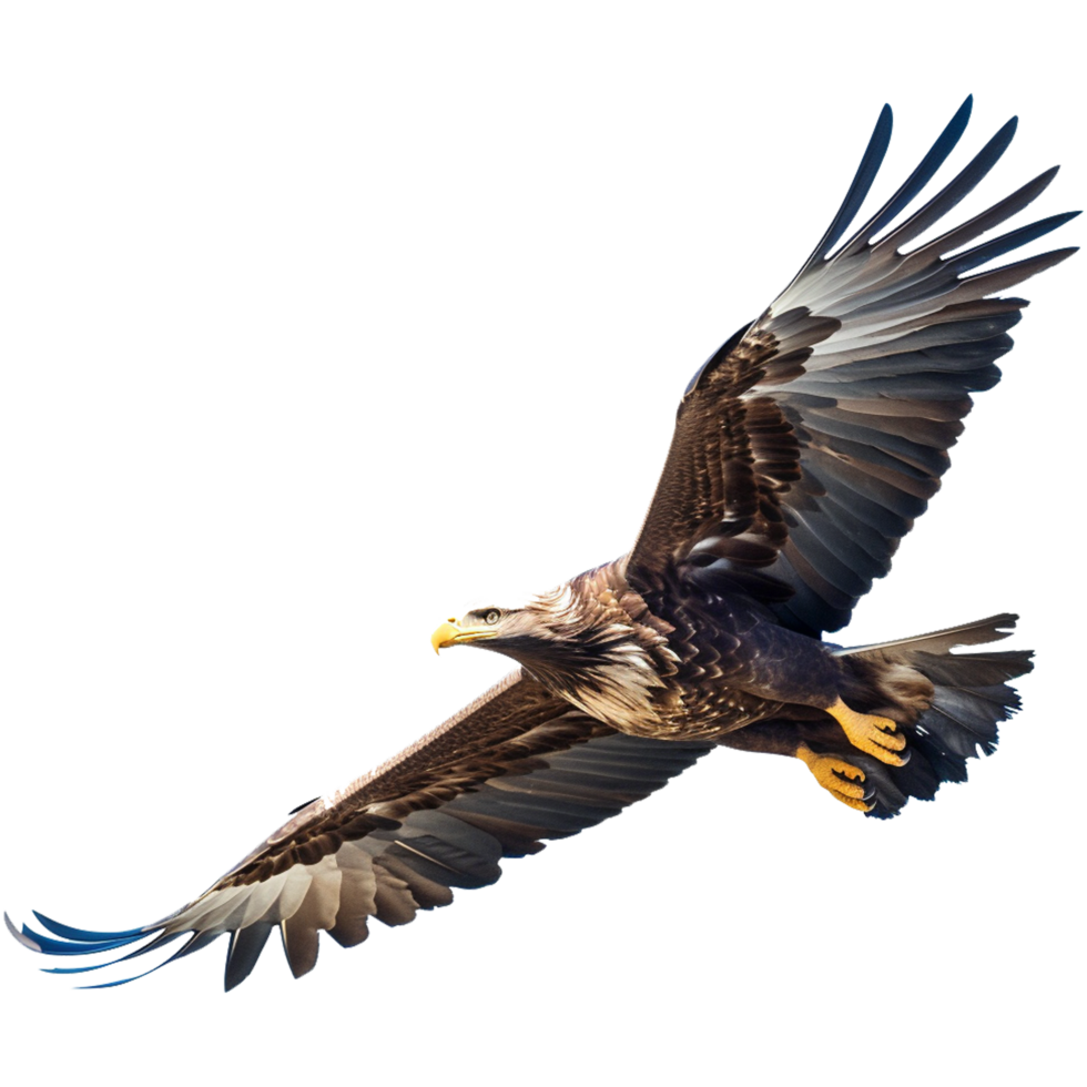 eagle isolated aesthetic png