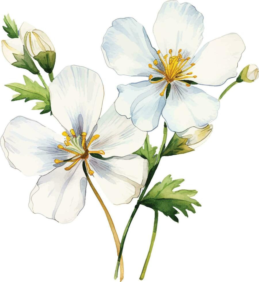 acuarela dibujo, blanco jazmín flores ilustración en realismo estilo, Clásico vector