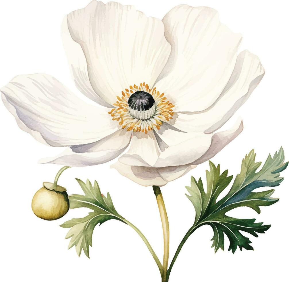watercolor drawing white poppy, anemone. spring flower in vintage style vector