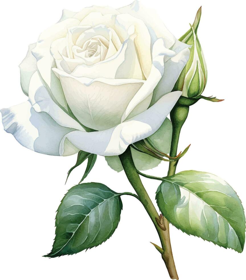 watercolor drawing, white rose flower. illustration in realism style, vintage vector