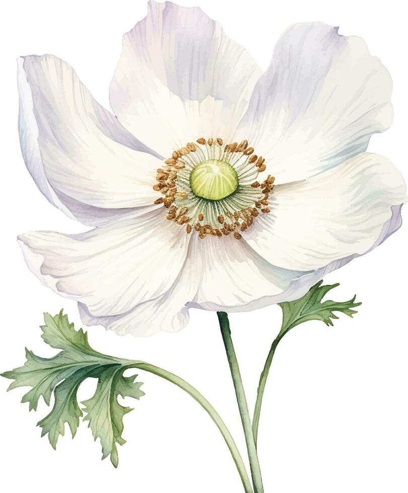 watercolor drawing white poppy, anemone. spring flower in vintage style vector