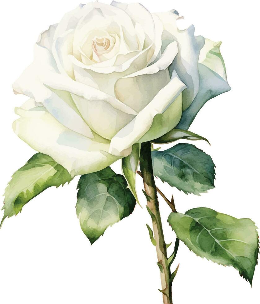 watercolor drawing, white rose flower. illustration in realism style, vintage vector