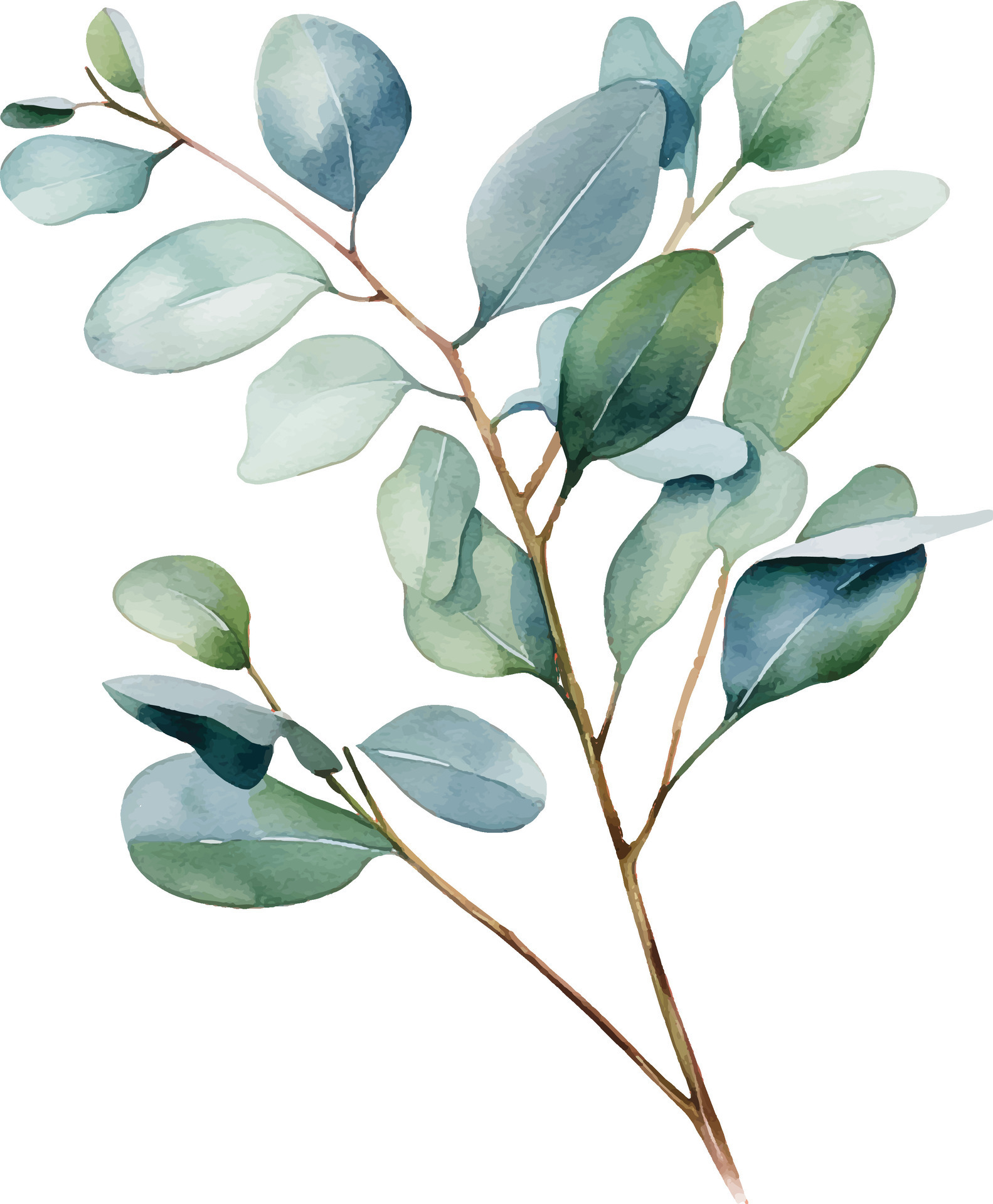 watercolor drawing, branch with eucalyptus leaves. delicate