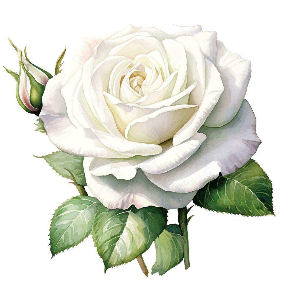 watercolor drawing, white rose flower. illustration in realism style, vintage vector