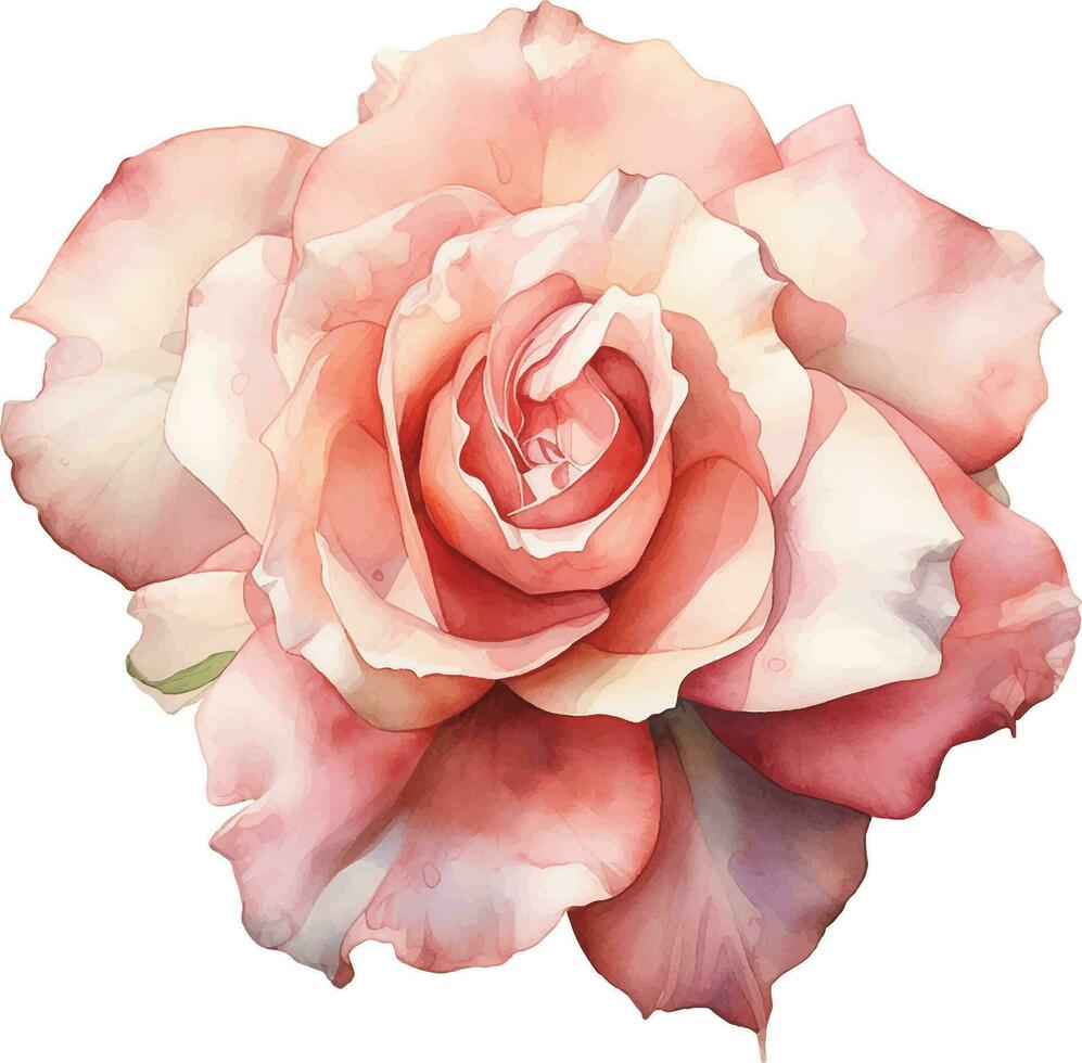 watercolor drawing, pink rose on a white background. delicate flower, realistic illustration vector