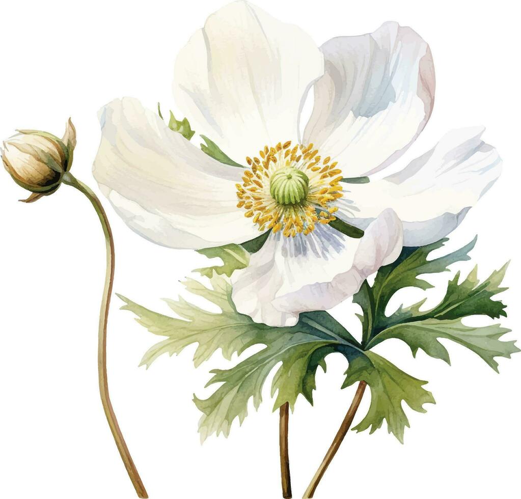 watercolor drawing white poppy, anemone. spring flower in vintage style vector